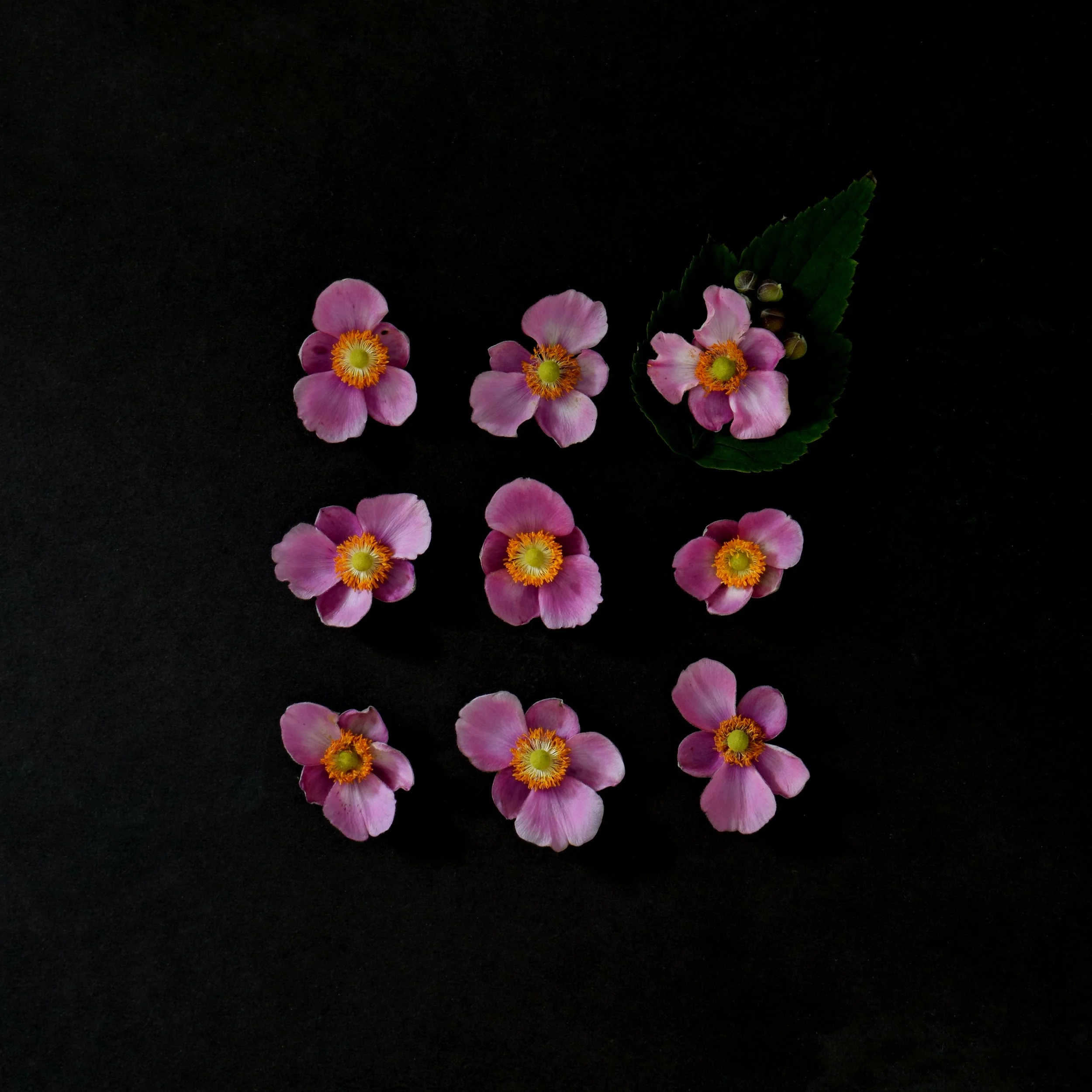 10 year anniversary Giclée Print - Japanese Anemone — Virginia